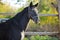 Thoroughbred horse in dark stable doorway background