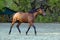 Thoroughbred horse in dark stable doorway background