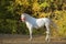 Thoroughbred horse in dark stable doorway background