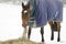 Thoroughbred Horse Eating Hay in Snow