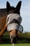 Thoroughbred Horse in a Fly Mask