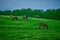 Thoroughbred horse gazing in a field at dusk