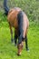 Thoroughbred horse grazes on a green field