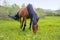Thoroughbred horse grazes on a green field