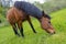 Thoroughbred horse grazes on a green field