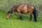 Thoroughbred horse grazes on a green field