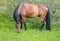 Thoroughbred horse grazes on a green field