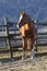 Thoroughbred horse looking over wooden corral fence