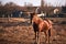 Thoroughbred horse on pasture. Beautiful young brown stallion with gorgeous mane stands on farm and his coat shimmers from warm