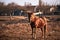 Thoroughbred horse on pasture. Beautiful young brown stallion with gorgeous mane stands on farm and his coat shimmers from warm