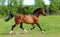 Thoroughbred horse stallion runs through tall grass field