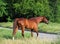 Thoroughbred horse stallion runs through tall grass field