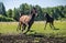 Thoroughbred horses gallop across the meadow