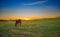 Thoroughbred Horses grazing at Dusk