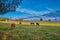 Thoroughbred Horses Grazing In a Field