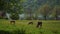 Thoroughbred horses grazing in field on horse farm landscape. Lake Tegernsee