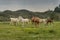 Thoroughbred horses grazing in pasture outdoors in Israel. Rural peacefully landscape