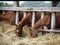 Thoroughbred horses in the paddock eating dry grass