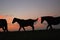 Thoroughbred Horses at sunrise