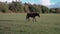 Thoroughbred horses walking in a field at sunrise.