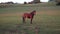 Thoroughbred horses walking in a field at sunrise.