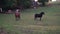 Thoroughbred horses walking in a field at sunrise.