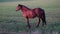 Thoroughbred horses walking in a field at sunrise.