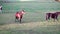 Thoroughbred horses walking in a field at sunrise.