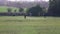 Thoroughbred horses walking in a field at sunrise. beautiful horses