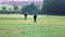 Thoroughbred horses walking in a field at sunrise. beautiful horses