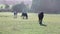 Thoroughbred horses walking in a field at sunrise. beautiful horses