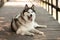 Thoroughbred husky lies. Shelter for dogs, animal care