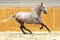 Thoroughbred lipizzan horse canter empty riding hall