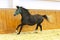 Thoroughbred lipizzan horse canter empty riding hall