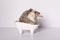 Thoroughbred male African pygmy hedgehog wash in bath on white background