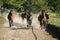 Thoroughbred mares and foals runs home together outdoors