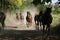 Thoroughbred mares and foals runs home together outdoors