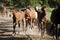 Thoroughbred mares and foals runs home together outdoors