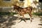 Thoroughbred mares and foals runs home together outdoors