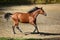 Thoroughbred race horse runs gallop in autumn background