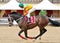 Thoroughbred racehorse in motion gallop