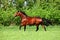 Thoroughbred sorrel horse portrait