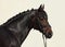 Thoroughbred sport horse with classic bridle
