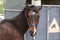 Thoroughbred sport horse standing next to an animal trailer