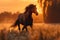 Thoroughbred stallion runs free in a beautiful rural meadow at sunset