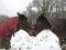 Thoroughbred and warmblood horses in winter