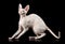 Thoroughbred White Cornish Rex Cat on black background.