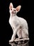 Thoroughbred White Cornish Rex Cat on black background