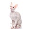 Thoroughbred White Cornish Rex Cat on white background.