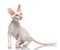 Thoroughbred White Cornish Rex Cat on white background.